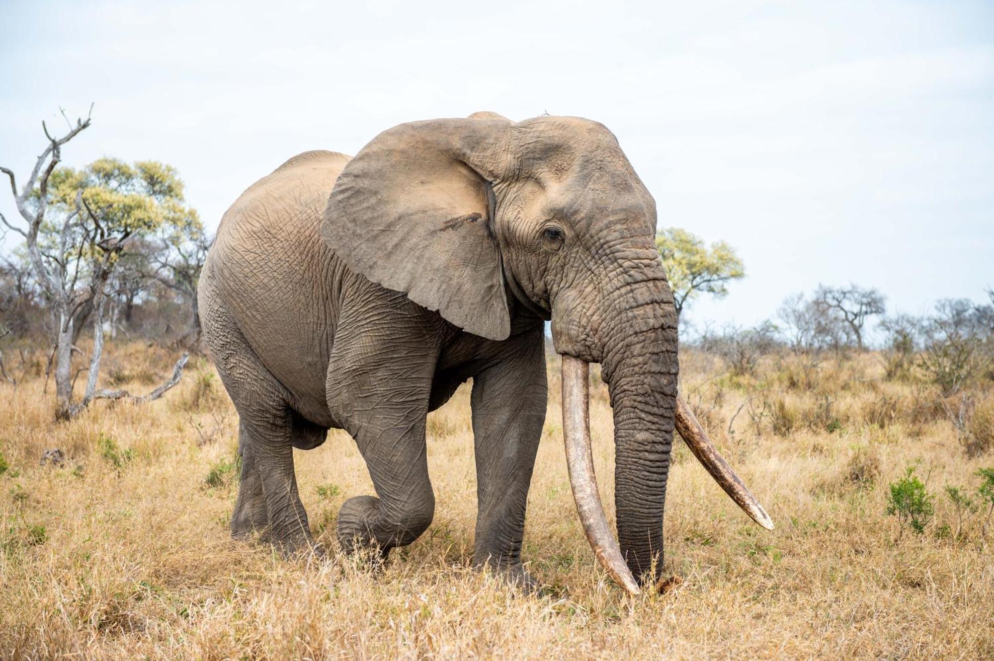 Tomo Safari Lodge Hoedspruit Luaran gambar