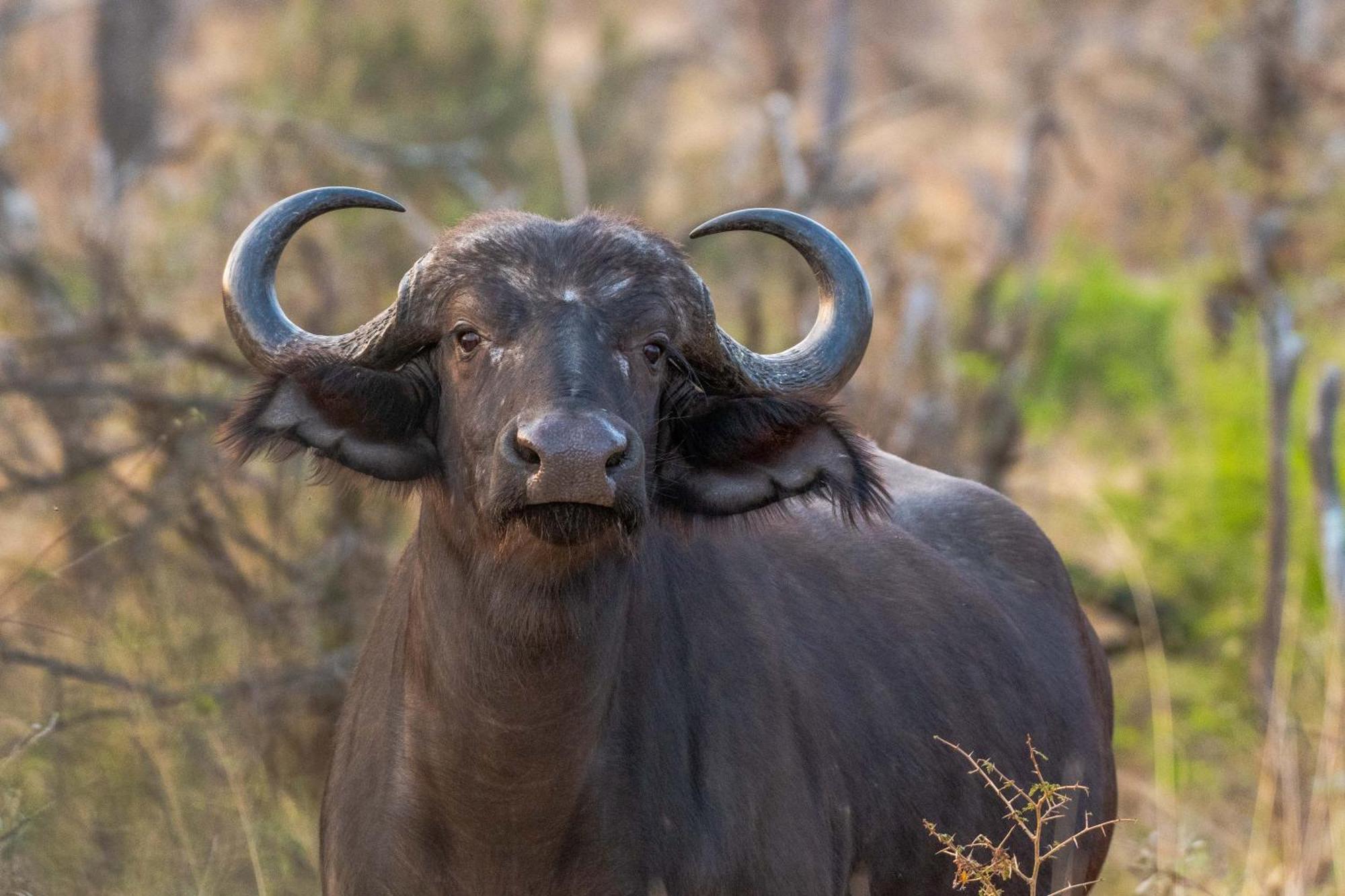 Tomo Safari Lodge Hoedspruit Luaran gambar