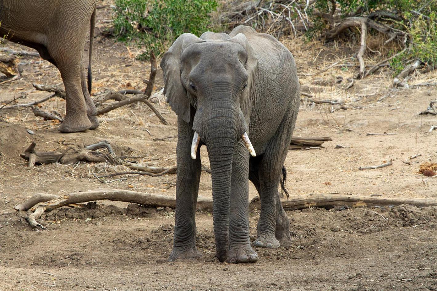 Tomo Safari Lodge Hoedspruit Luaran gambar