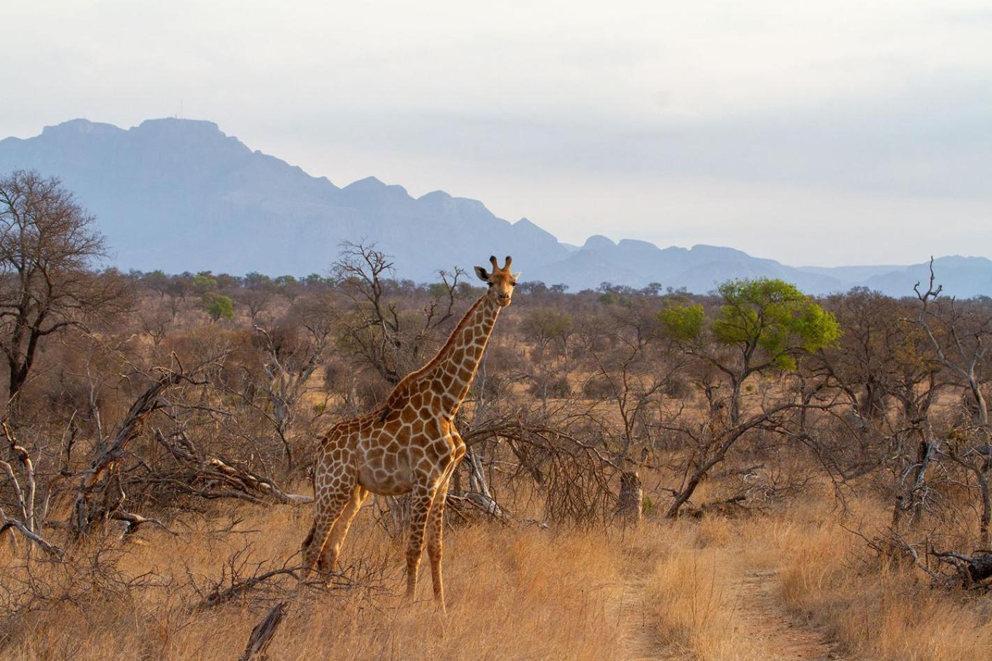 Tomo Safari Lodge Hoedspruit Luaran gambar