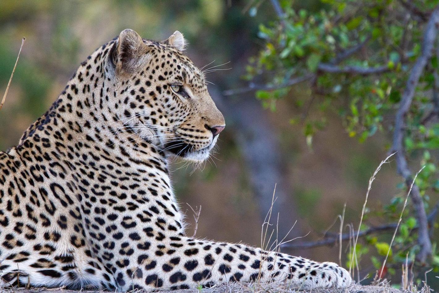 Tomo Safari Lodge Hoedspruit Luaran gambar