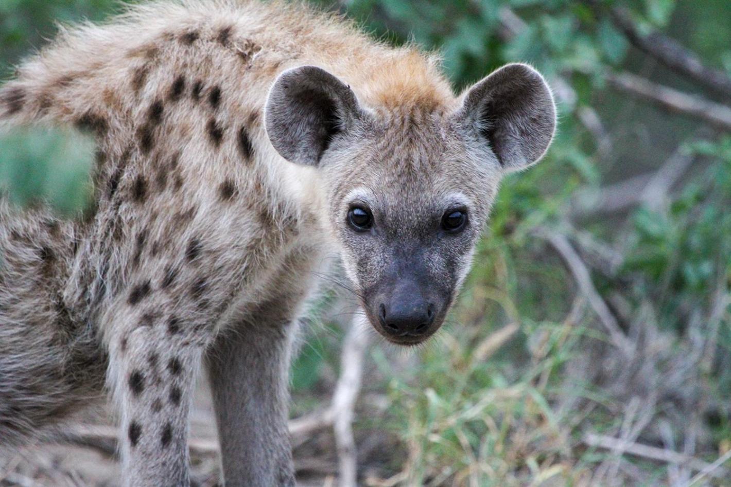 Tomo Safari Lodge Hoedspruit Luaran gambar