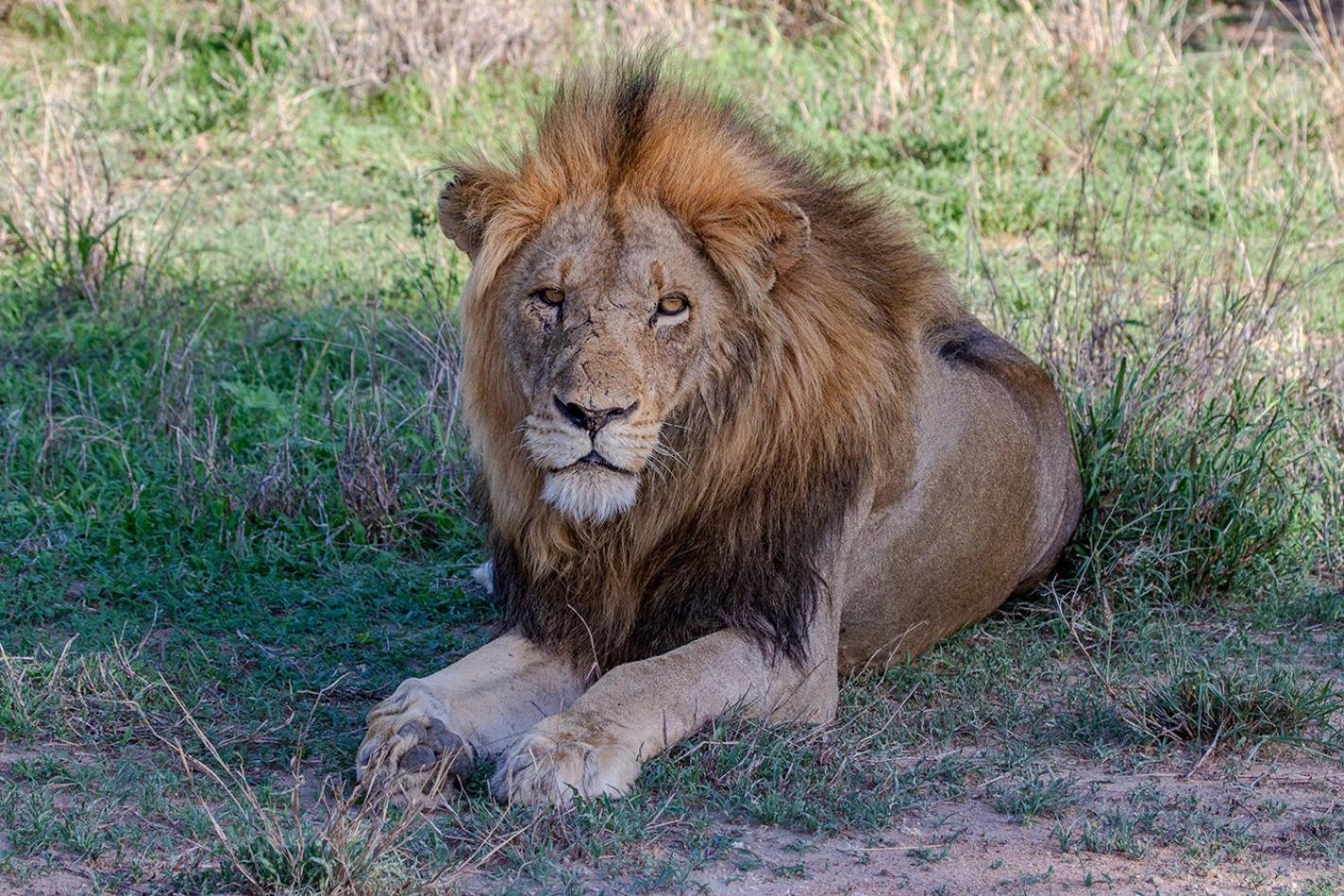 Tomo Safari Lodge Hoedspruit Luaran gambar