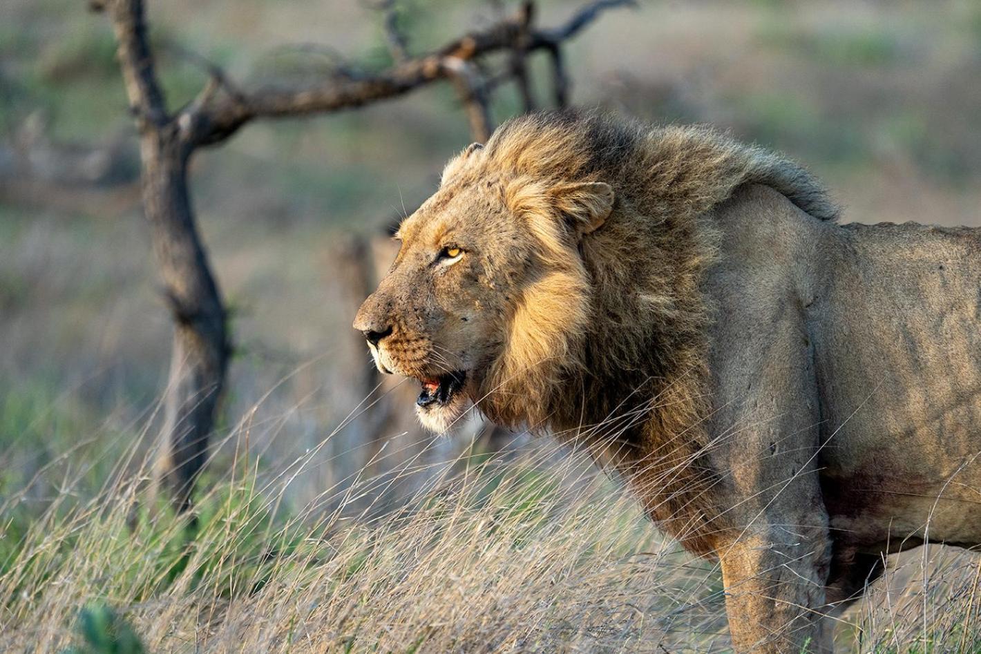 Tomo Safari Lodge Hoedspruit Luaran gambar
