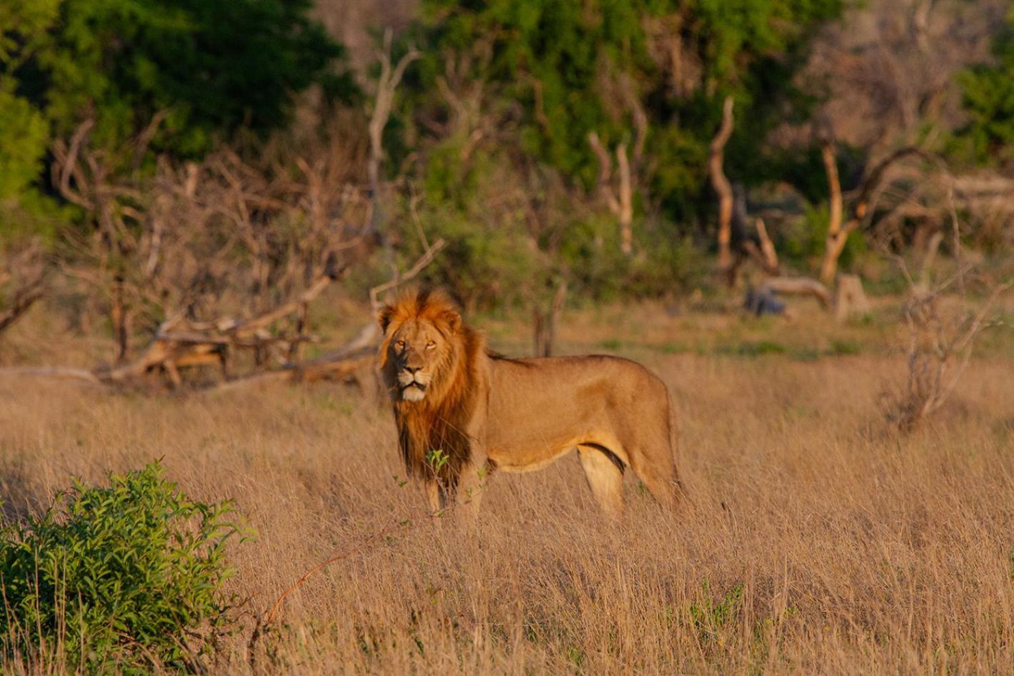 Tomo Safari Lodge Hoedspruit Luaran gambar
