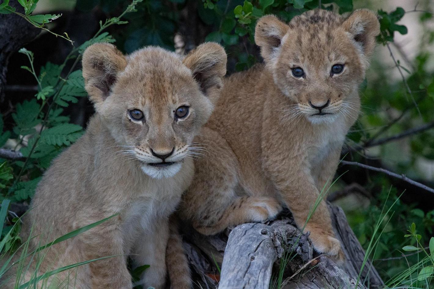Tomo Safari Lodge Hoedspruit Luaran gambar