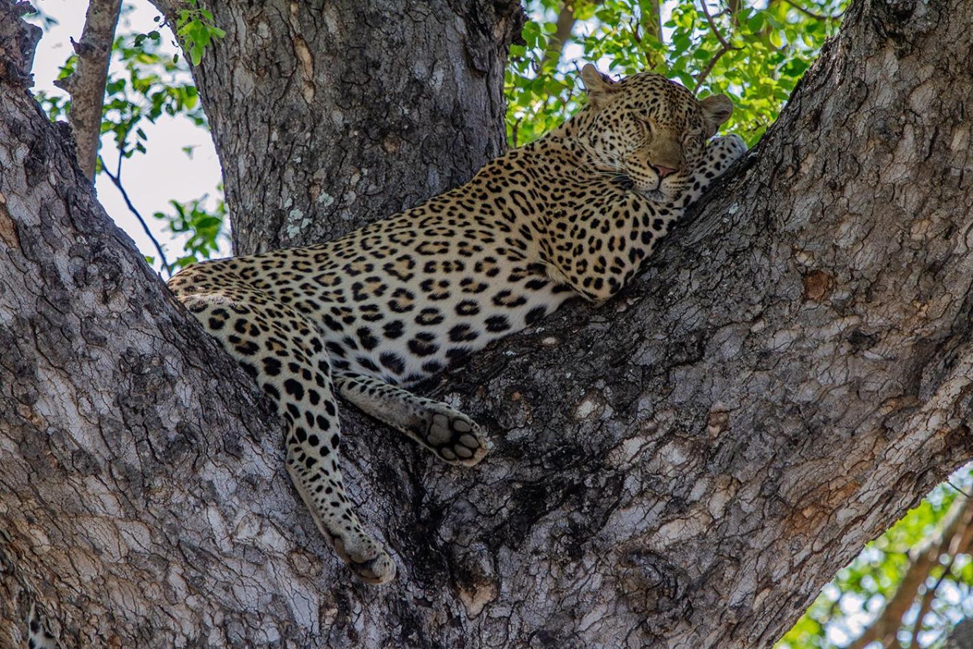 Tomo Safari Lodge Hoedspruit Luaran gambar