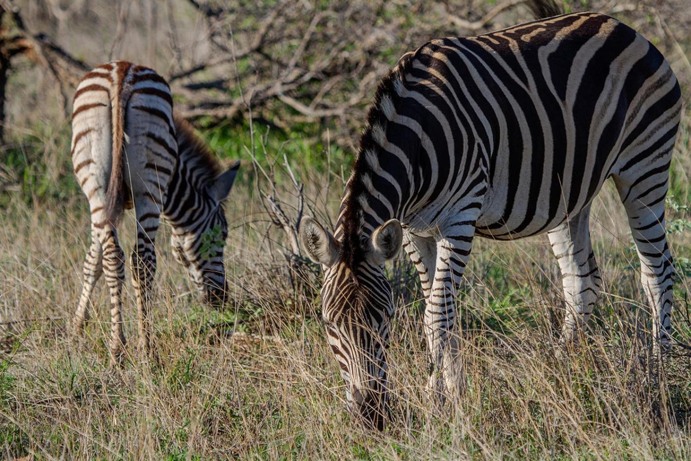 Tomo Safari Lodge Hoedspruit Luaran gambar